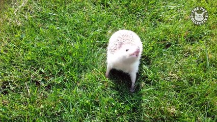 Happy Hedgehogs - Funny Pets Video Compilation