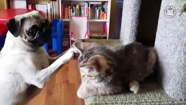 Pugs, Pugs, Pugs! - Breed All About It Compilation