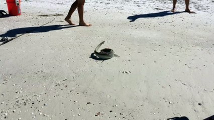 Catch and release of a lifetime for this surprised shore fisherman!