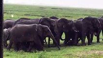 Une éléphante donne naissance à un éléphanteau sous la pluie. Des touriste immortalisent la scène.