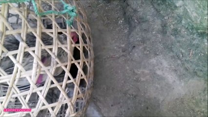 AMAZING KIDS OF DUCK AND HEN SHOWING THEIR TALENT AND BUSY IN SEARCH OF FOOD