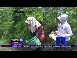 Budidaya Belimbing Madu - NET 12