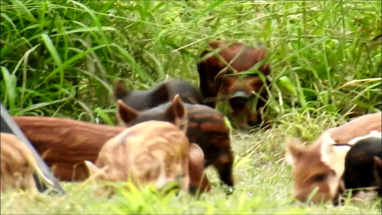 Surprised by Piglets