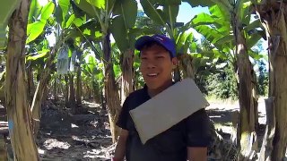 Banana Farm Tully Australia (Shed) #gopro