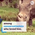 The world’s last male white rhino, has died