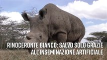 È morto l'ultimo maschio di rinoceronte bianco