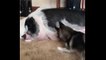 There's no way this puppy is going to let sleeping hogs lie : Playful dog jumps up and down on his snoring playmate until the pot-bellied pig wakes up