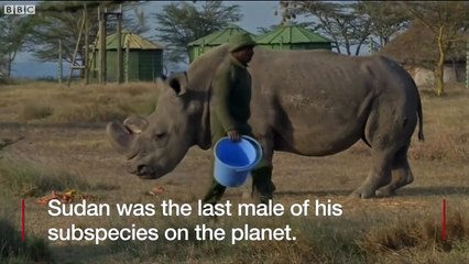 Last male northern white rhino dies in Kenya