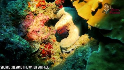Ketika Gurita Dikurung Dalam Toples, Inilah yang Terjadi! 7 Hewan Terjenius