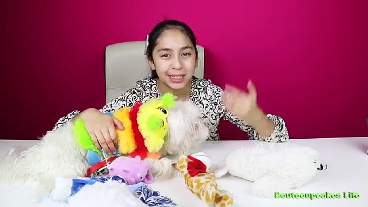 TEDDY TUESDAY| Teddy Q & A | Bcutecupcakes Life