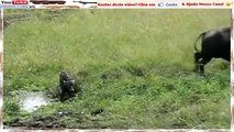 Hienas VS Búfalos - Terríveis Ataques
