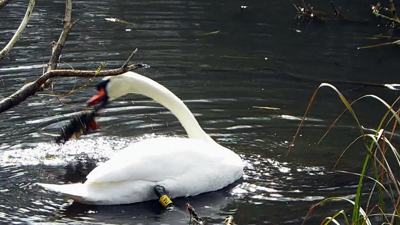 Ninesprings Park - Video 4