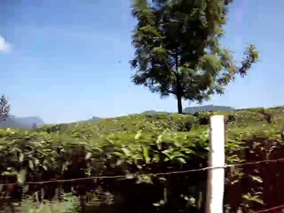 Munnar - Tea Plantations