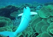 MIT Scientists Unveil Robotic Fish to Monitor Marine Life Up Close