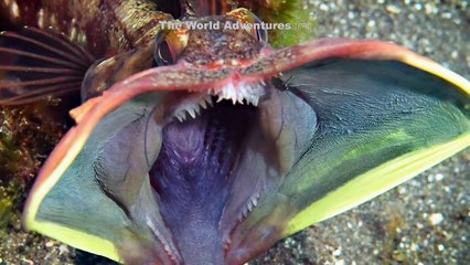 5 सबसे चौकानेवाले खतरनाक जानवर 5 MOST DANGEROUS OCEAN ANIMALS IN THE WORLD