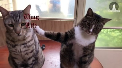 Quand un de tes chats est une balance...