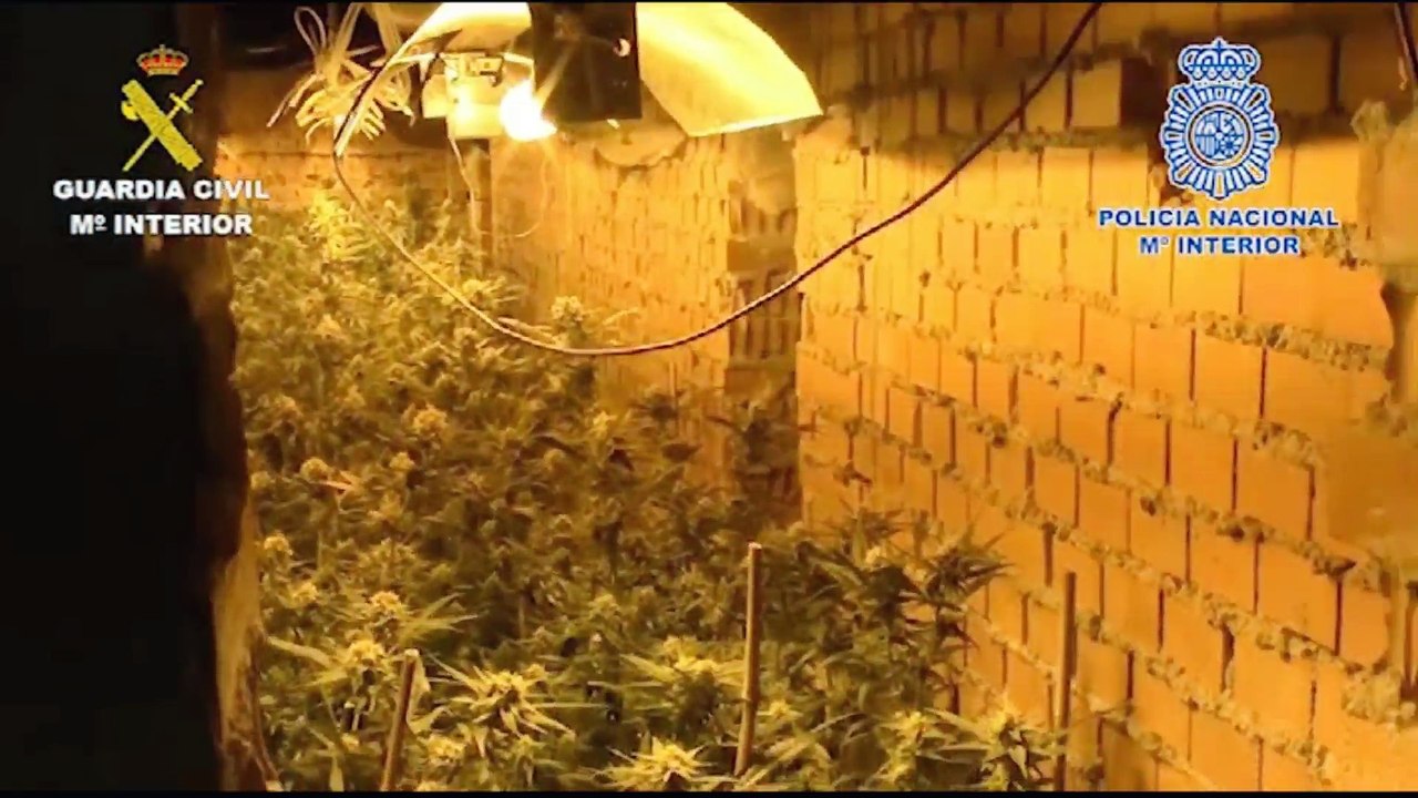 Golpe policial a la mafia china en Madrid y Toledo! 14 Detenidos y 6 plantaciones de marihuana