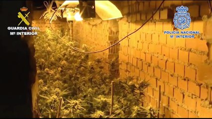 Golpe policial a la mafia china en Madrid y Toledo! 14 Detenidos y 6 plantaciones de marihuana