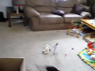 レーザーポインターを追い掛け回す猫と子供