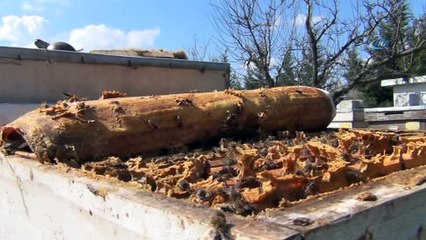 Tekirdağ balı Türkiye birincisi, dünya üçüncüsü