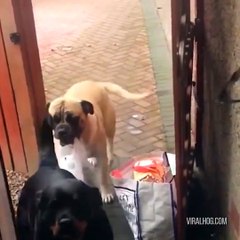 How do I get MY dog to do this?! Here’s a Definitive Ranking of the Best Grocery Stores in America: