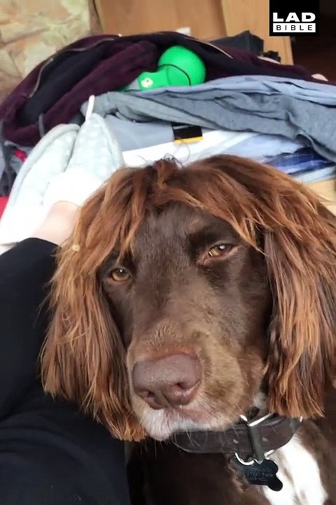 Un chien avec une coupe de cheveux de footballeur