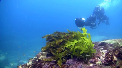 Une caméra sous-marine qui sonde les fonds marins