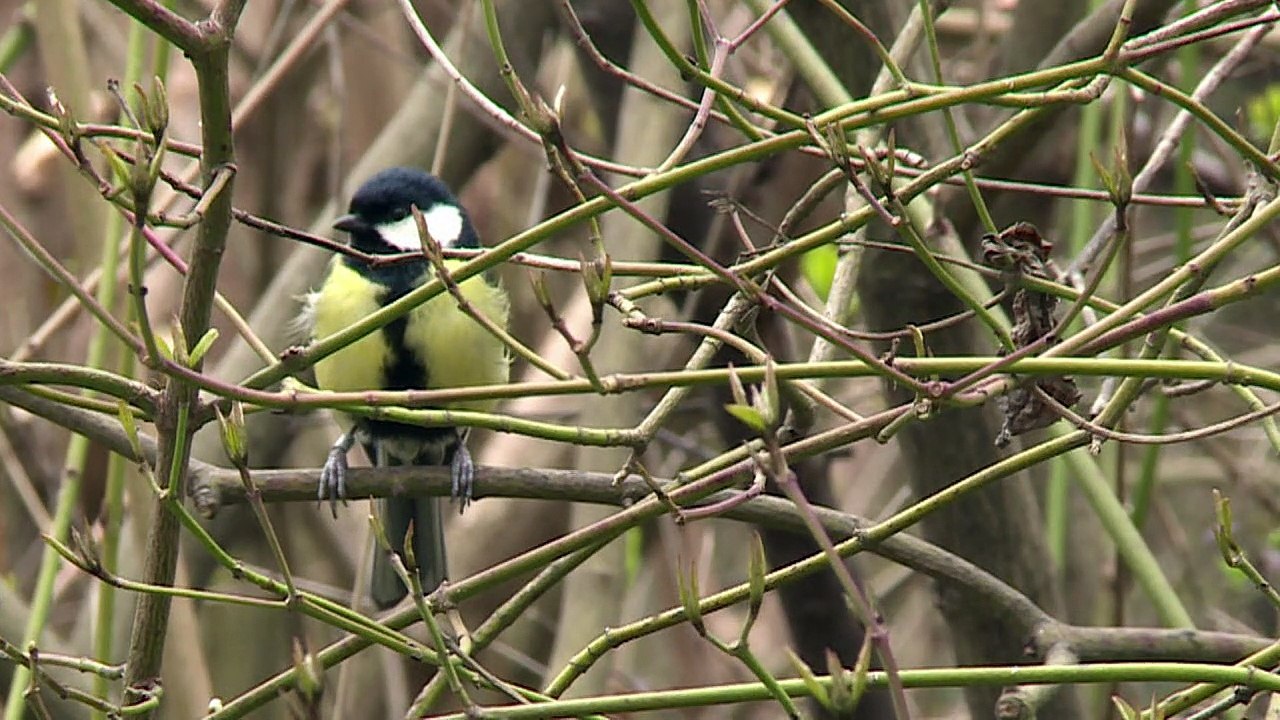 Les oiseaux des campagnes disparaissent massivement