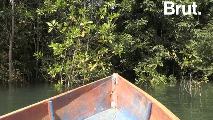 Les forêts malaisiennes renferment un miel exceptionnel