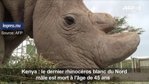 Kenya_ mort du dernier rhinocéros blanc du Nord mâle