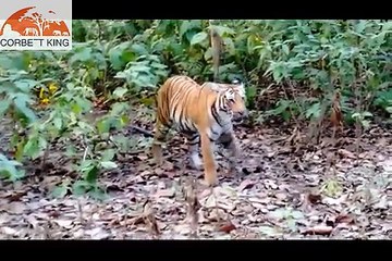 Please Dont Disturb Wildlife Jim Corbett National Park_Ramnagar