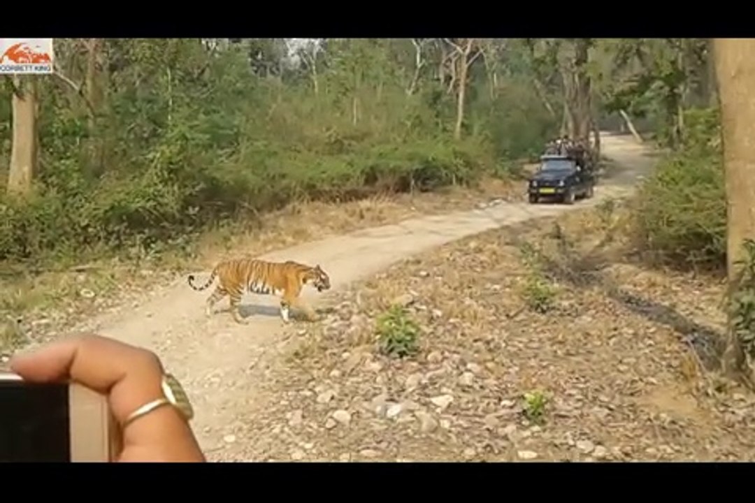 Tiger corbett national park