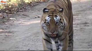 Tiger corbett national park must watch2018