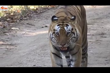 Tiger corbett national park must watch2018