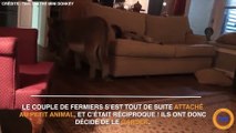 Ce husky est surprotecteur avec le bébé de son maître, et c'est adorable