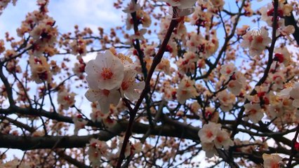 'Sarı elmas'ta rekolte beklentisi yüksek - IĞDIR