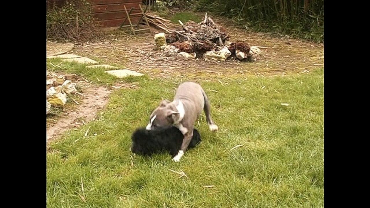 Bouvier des Flandres de travail