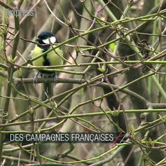 Les oiseaux des campagnes françaises disparaissent