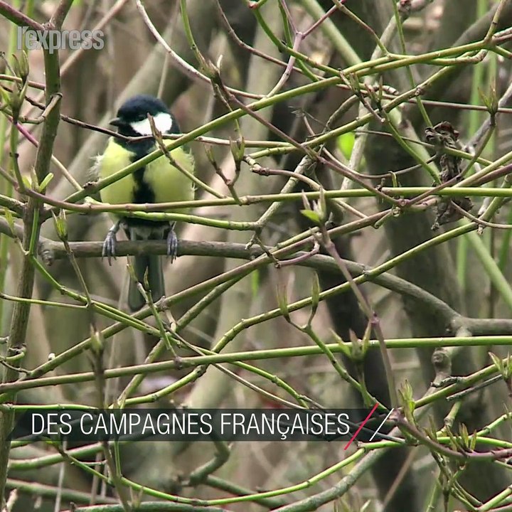 Les oiseaux des campagnes françaises disparaissent
