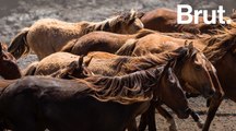 Les chevaux sauvages des Marquises en Polynésie française