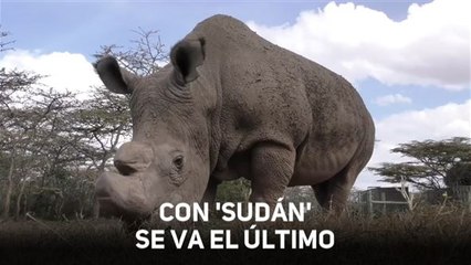 Muere el último macho de rinoceronte blanco del mundo