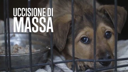 Russia: è iniziata la mattanza di cani e gatti