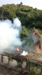 Innocent monkey Hurts