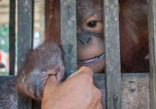 Infant Orangutan Rescued From Cage 'the Size of a Cupboard'