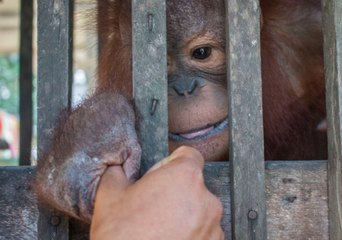 Infant Orangutan Rescued From Cage 'the Size of a Cupboard'