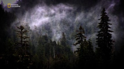 Kanunsuz Ada, Vahşi Yaşam - Deniz Ve Kurtlar Arasında