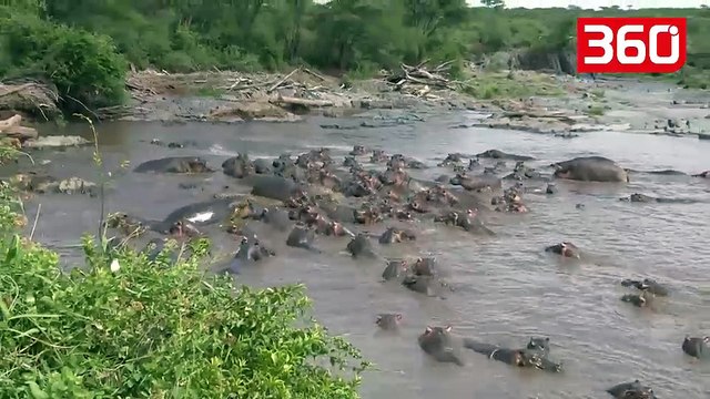 30 hipopotamë sulmojnë një krokodil, ajo që ndodh më pas i la pa fjalë turistët (360video)