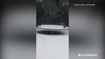 Foxes have a blast on snow-covered trampoline