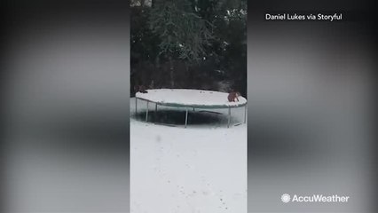Foxes have a blast on snow-covered trampoline