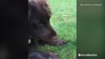 Playful puppy just wants to make friends with a bee